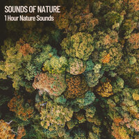 1 Hour of Nature Sounds - Dog Music Experience & Spa & Music for Dog's Ears