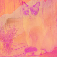 Casual Music for Cozy Kittens - Cat Music Jukebox