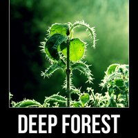 Instrumental Music - Calming Sounds Sanctuary
