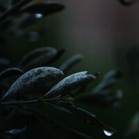 Rain Drops - Zarobi & Natural Sample Makers & Sleeping Music