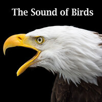 Great Tit, Parus major - Sound Effects Factory