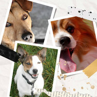 Simplistic Smooth Jazz Sax Ballad - Vibe for Dog Care - Calming Music for Dogs