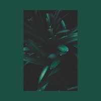 Lies - Shimayy