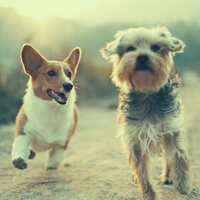 Astounding Ambiance for Calm Puppies - Doggy Music Radio