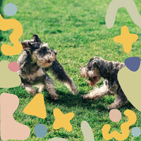 Paradise Like Music for Separation from Dogs - Relaxing Dogs