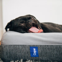 Napping Pets - Dog Music & Sleeping Music For Dogs & Music for Dog's Ears