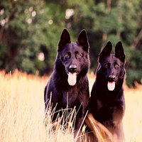Relaxed (Resting Puppies) - Dog Calming Music Luxury