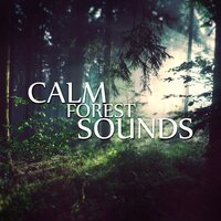 Healing Touch - Sounds of Nature Kingdom