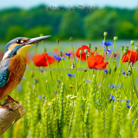 Vivacious Ambiance for Deep Meditation - Meditation Music Playlist