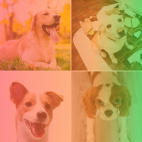 Jazz Soundtrack for Worshiping Your Dog - Relax My Dog Music