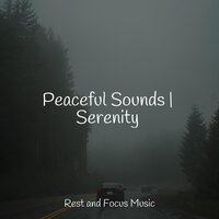 Asleep in the Forest - Deep Sleep Systems & Música Zen Relaxante & Ambient Music Therapy