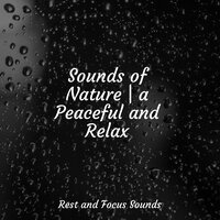 The Calm Beginning - Tranquil Music Sound Of Nature & Relaxing Spa Music & Pink Noise