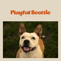 Marine's Mercy - Relaxing Dogs