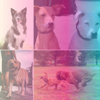 Lonely Backdrops for Resting After Walks - Good Dog Music