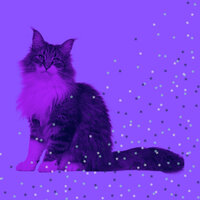 Stellar Home Cats - Relax My Cat