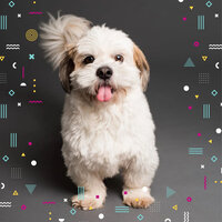 Exquisite Music for Sleeping Puppies - Dog Music Waves