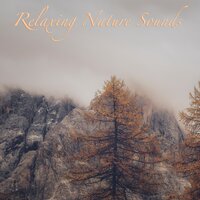 Nightime Cicadas - Naturgeräusche & Relaxamento Soundscape & Bruit De La Nature