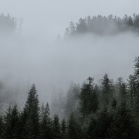 Forest Twilight - Music For Cats & Cat Music Dreams & Music for Relaxing Cats