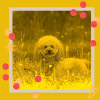 Bossa Trombone Soundtrack for Calming Dogs - Beautiful Relaxing Dog Music