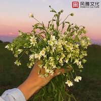 追随你 -古筝 - 一只千纸鹤