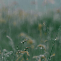 Gentle Rain Atmosphere - Epic Soundscapes & Solfeggio Frequencies 528Hz & Relaxing Guru