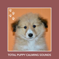 Paradise Puppy Walks - Calm My Dog
