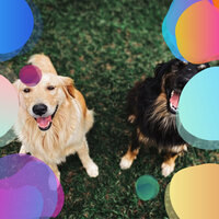 Soulful Moods for Calm Hounds - Dog Music Experience