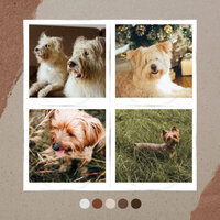 Smooth Jazz Ballad Soundtrack for Soothing Doggies - Chill My Pooch