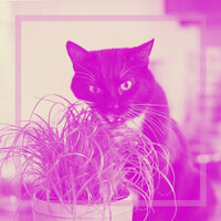 Stylish Ambiance for Comfy Cats - Cat Music Waves