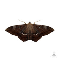 Moth - Monoteck