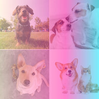 Astounding Bebop Trumpet - Vibe for Resting After Walks - Music for Calming Dogs