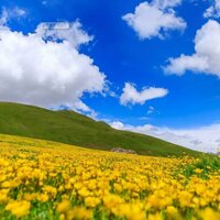 大哥哥们 - 青海花儿