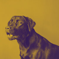 Entertaining (Stressed Dogs) - Playlisted Dog Calming Music