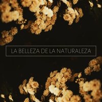 Aromaterapia - Elena Ambiental