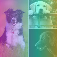 Bubbly Ambience for Afternoon Dog Walks - Calming for Dogs