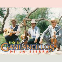 Flor de Alejandria - Los Gavilancillos de La Sierra