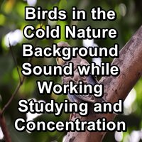 Bird Sounds Anti Stress Peaceful For Meditation - Sleep Sound Library & Sleep Sounds & Thunderstorm Sleep