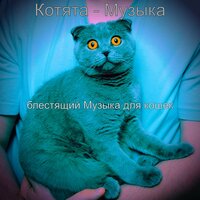 Атмосфера (Дрессировка кошки) - блестящий Музыка для кошек