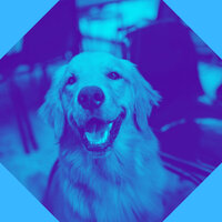 Lovely Ambiance for Doggy Wellness - Music For Your Dog