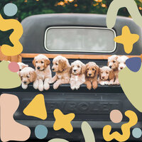Marvellous Separation from Dogs - Dog Music Zone
