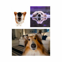 Friendly Ambiance for Anxious Pups - Relax My Dog Music