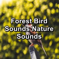 Relaxing Flycatchers Sounds - Musica relajante & Rain Sounds & Calm Bird Sounds