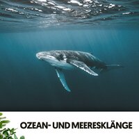 Träumerei am Flussufer - Ruido Blanco Hart & Ocean Sounds FX & Musik für die Arbeit