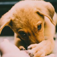 Massage Spa - Music For Cats & Pet Care Club & Music for Resting Cats