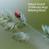 Mosquito Moan - Native American Meditations & Romantic Music Experience & The Solfeggio Peace Orchestra