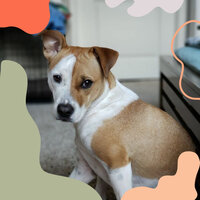 Background for Chill Dogs - Dog Music Experience