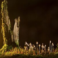 A Day as a Mushroom - Harda Hatta