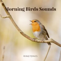Gantle Warbler Call - Calm Singing Birds Zone
