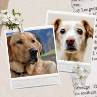 Smooth Jazz Ballad Soundtrack for Dog Care - Relaxing Music for Dogs