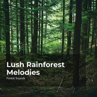 Songbirds by the Stream - Ambient Forest & Forest Sounds & Rainforest Sounds